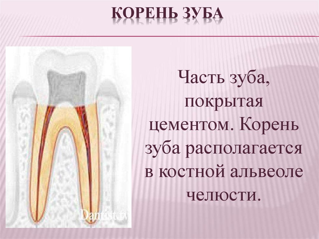 Корень зуба находится. Корневую часть зуба покрывает. Корень зуба расположен в.