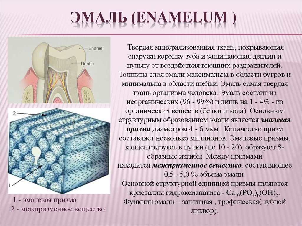 В чем особенность строения дентина какую функцию. Строение эмали зуба гистология. Строение зуба эмалевые Призмы. Гистологическое строение эмали. Структура эмали зубов.