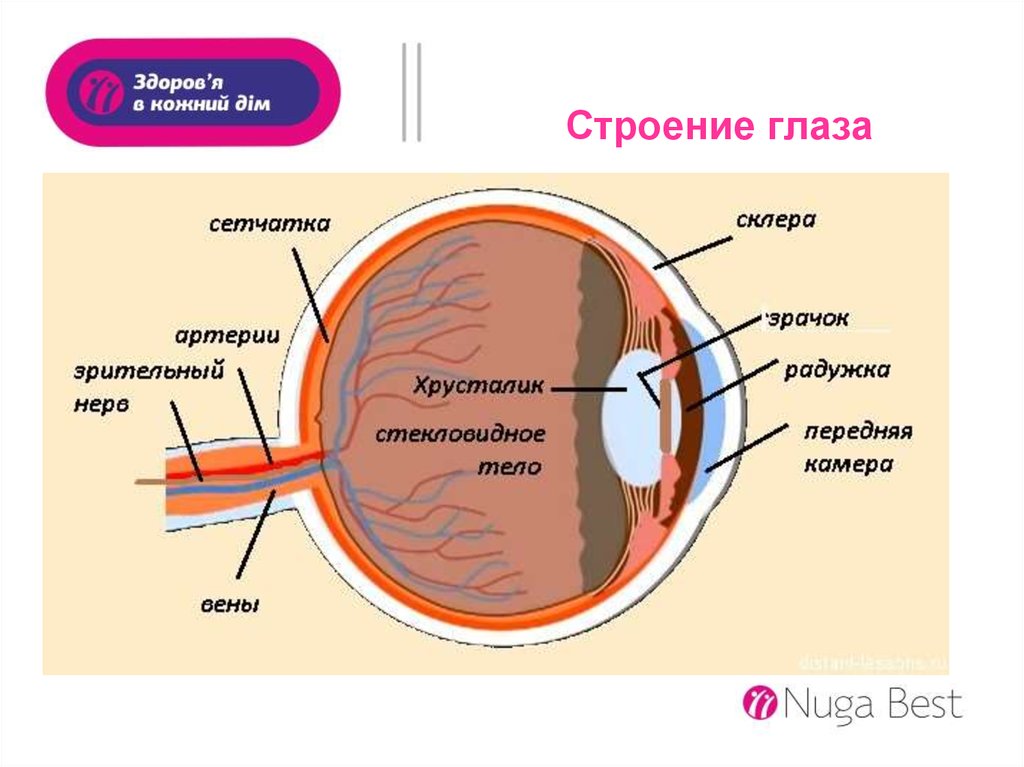 Органы чувств структура. Органы чувств анатомия глаз. Строение органов чувств анатомия. Строение глаза. Орган зрения строение глаза.
