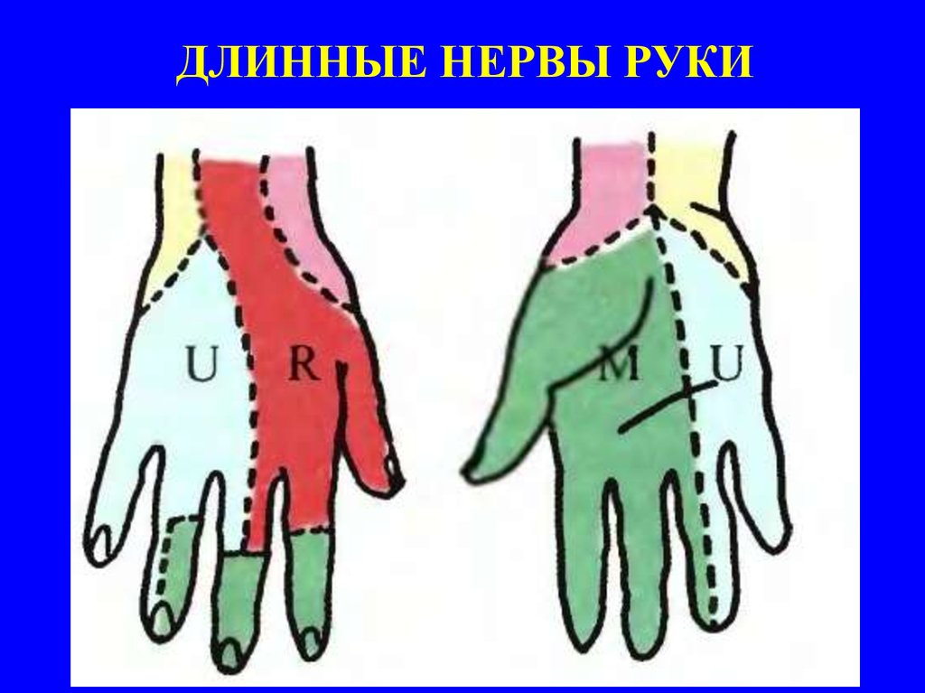 Невропатии. Система плечевого сплетения - презентация онлайн