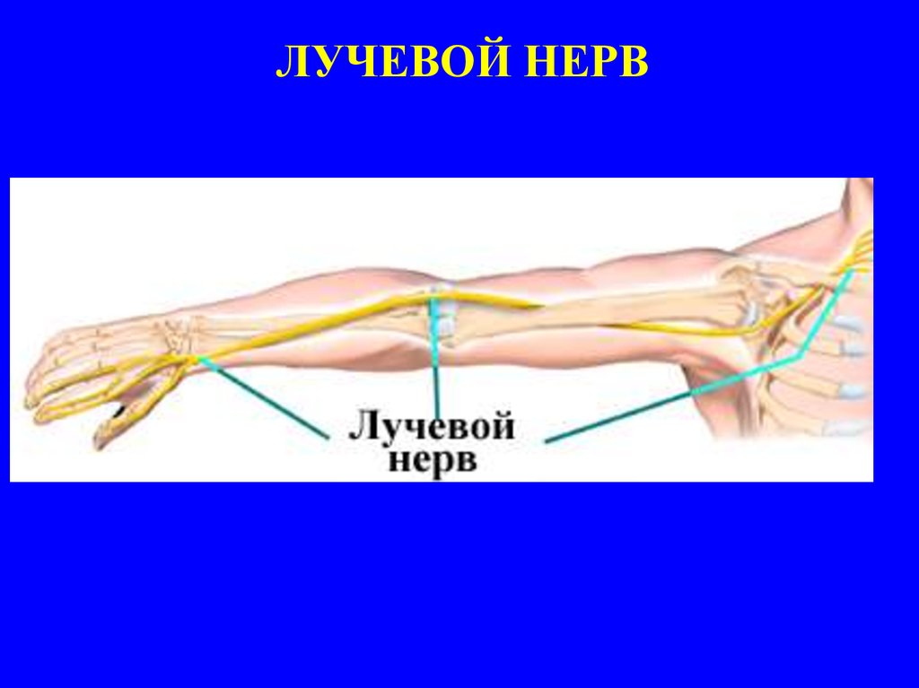 Невропатия лучевого нерва мкб. Бифуркация лучевого нерва. Невропатия лучевого нерва анатомия. Скелетотопия лучевого нерва. Топография лучевого нерва.