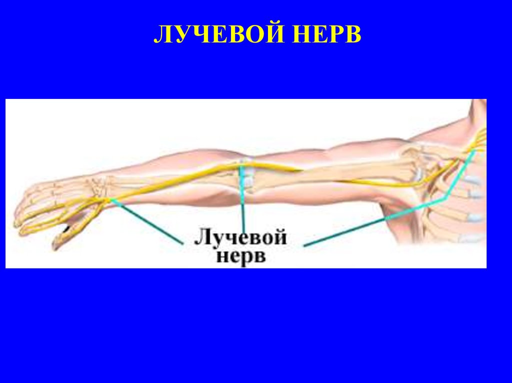 Нервы руки. Бифуркация лучевого нерва. Невропатия лучевого нерва анатомия. Двигательная ветвь лучевого нерва. Скелетотопия лучевого нерва.