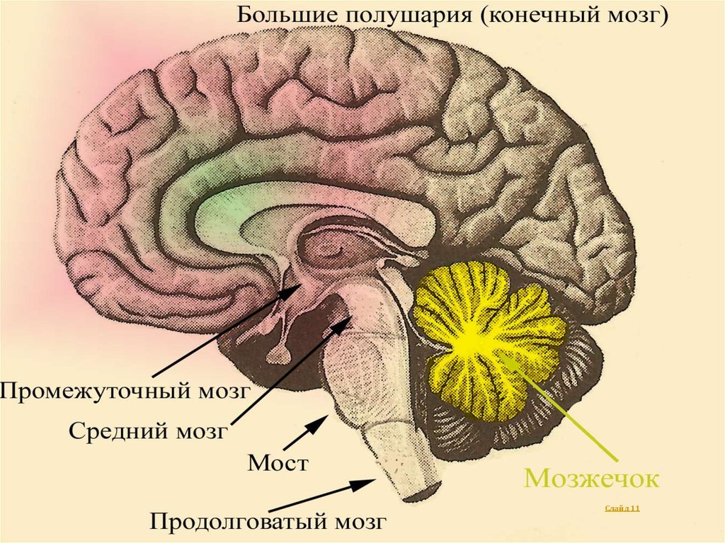 Мозг находится в голове. Отделы мозга продолговатый задний средний промежуточный конечный. Мозжечок продолговатый мозг средний промежуточный. Продолговатый мозг средний мозг промежуточный мозг. Средний мозг.мозжечок анатомия.