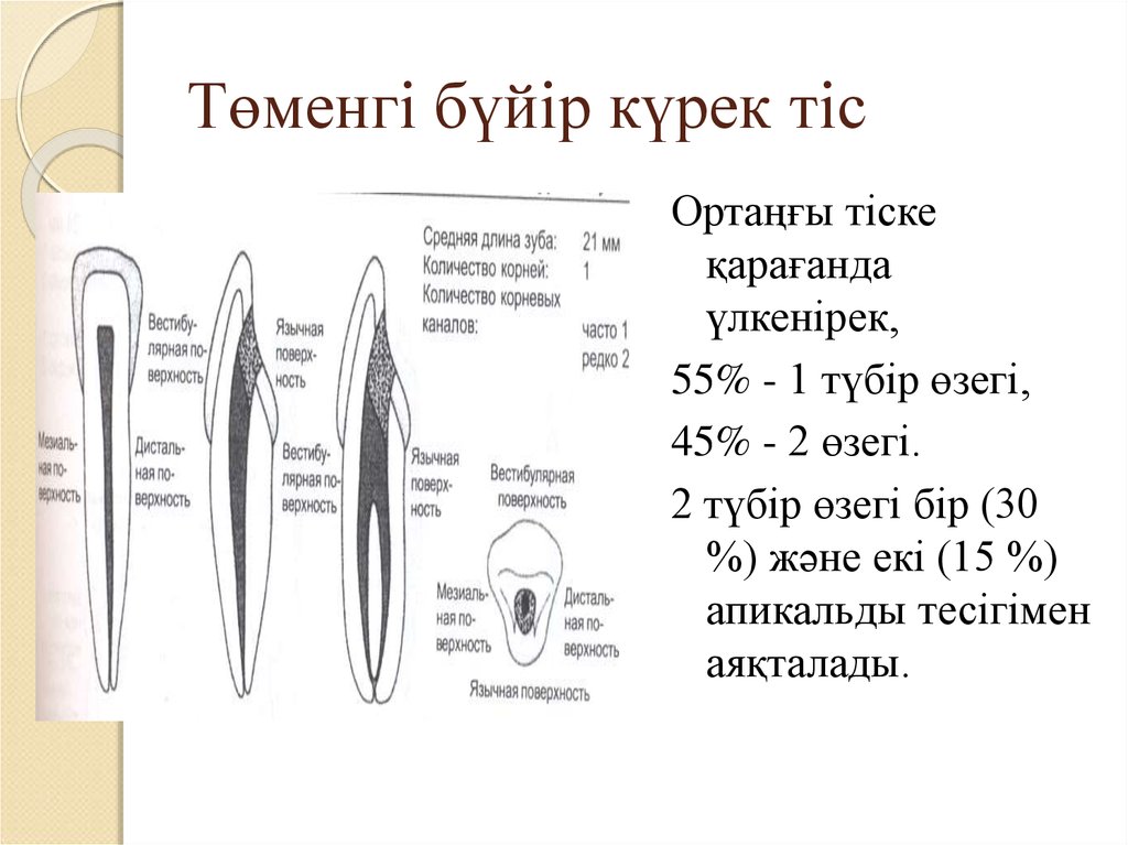 Тістем түрлері презентация