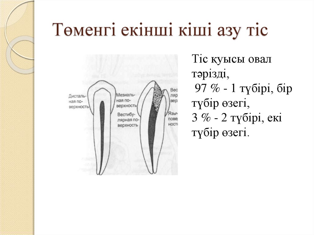 Тістем түрлері презентация