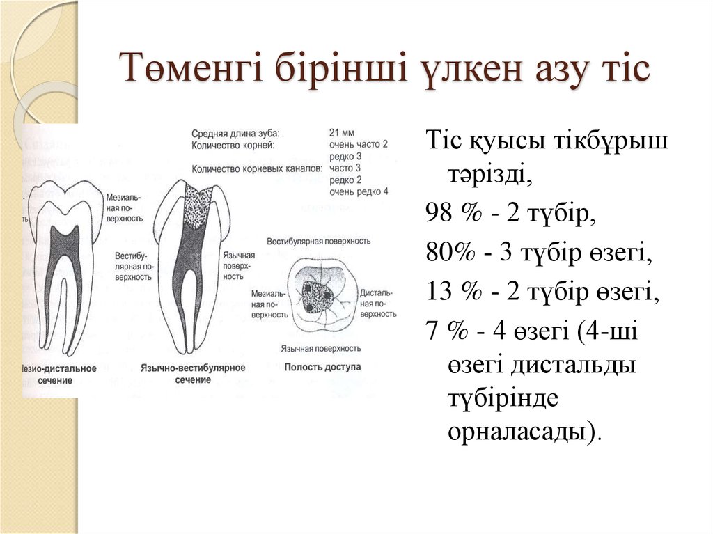 Тіс пастасы презентация