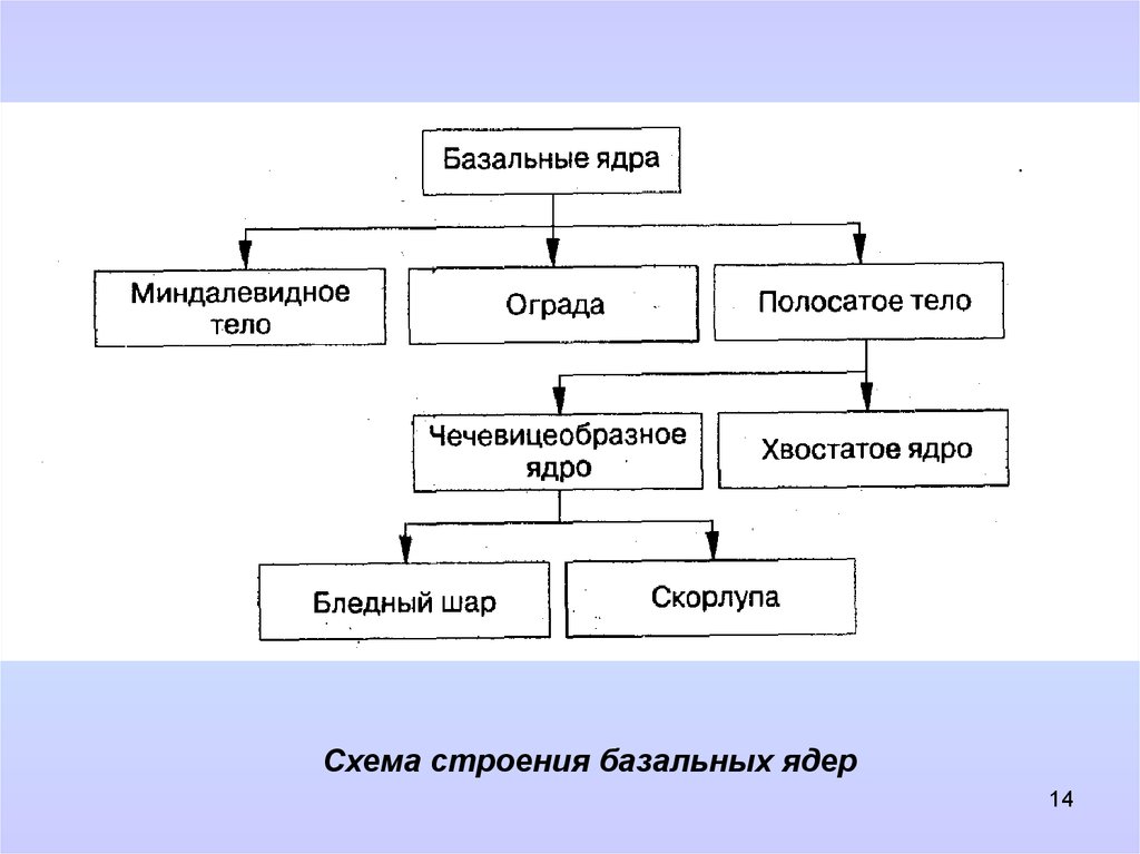 Схема расположения базальных ядер