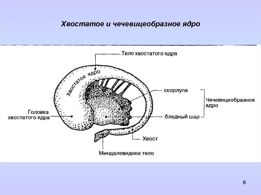 Хвостатое ядро мозга. Чечевицеобразное ядро полосатое тело. Хвостатое ядро анатомия. Чечевицеобразное ядро мозга. Чечевицеобразное ядро строение.