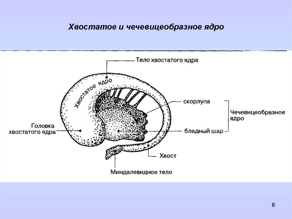 Хвостатое ядро мозга