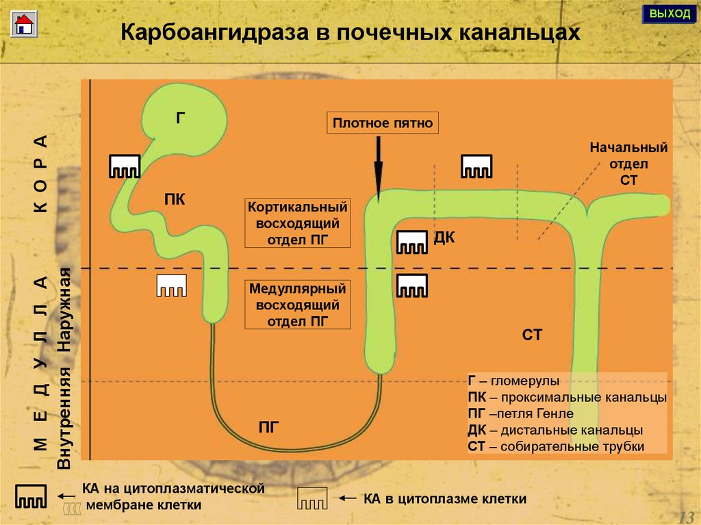 Бра диуретики