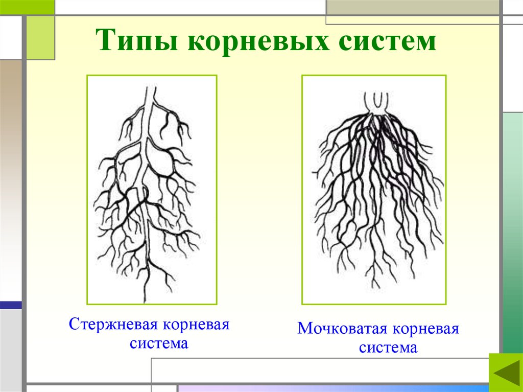 Какая корневая система изображена на каждом рисунке