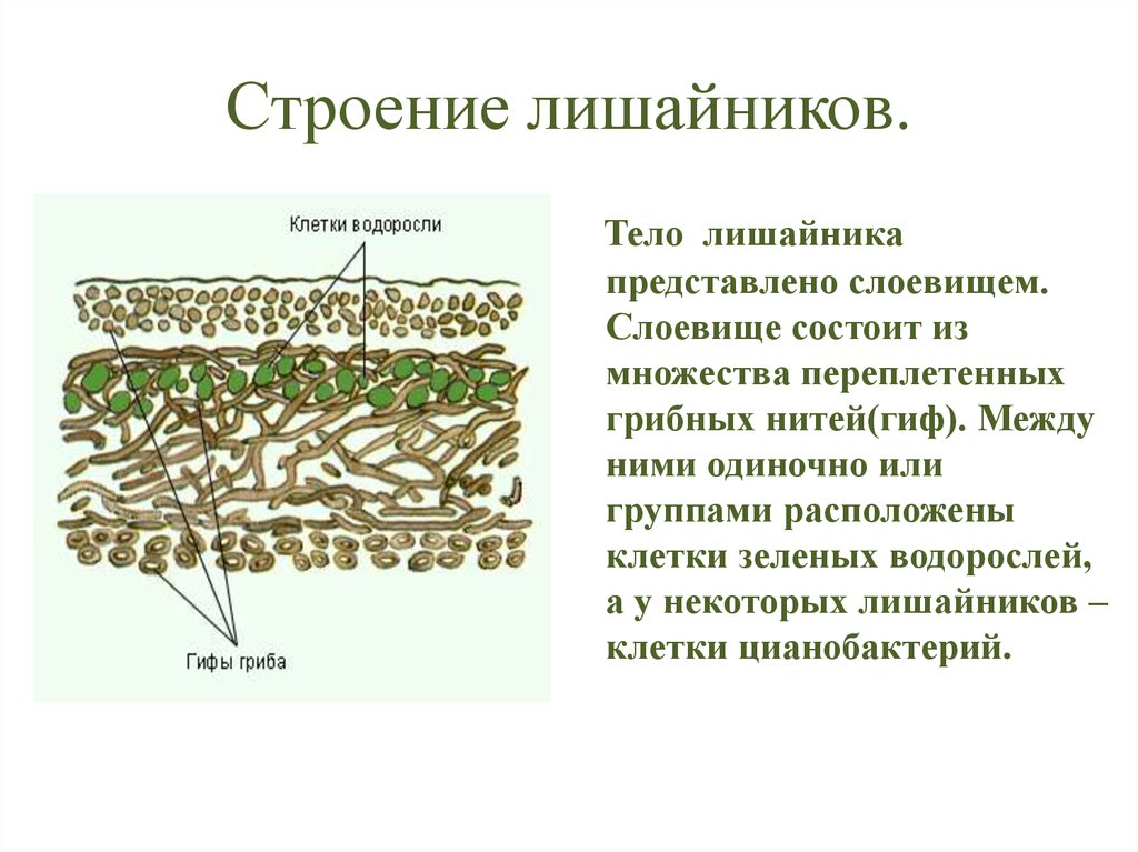 Водоросли обеспечивают лишайник. Строение слоевища лишайника. Внутренне строение лишайника. Строение лишайников клетки водоросли. Схема строения лишайника.