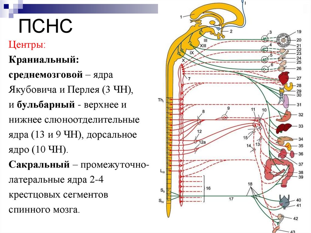 Краниальный это. Краниальные парасимпатические ганглии. Краниальный отдел парасимпатической системы. Краниальный отдел парасимпатической нервной системы. Краниальный и сакральный отдел парасимпатической нервной системы.