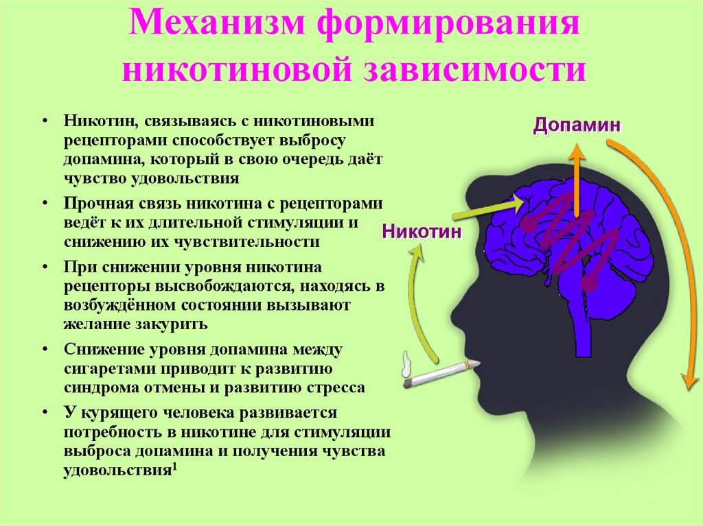 Никотин расслабляет. Механизм никотиновой зависимости. Механизм развития никотиновой зависимости. Механизм зависимости от никотина. Формирование никотиновой зависимости.