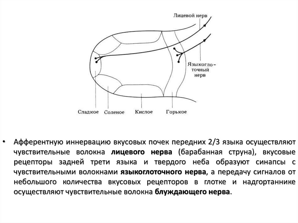 Вкусовая сенсорная система презентация