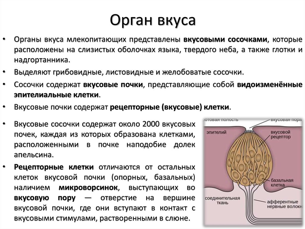 Орган осязания обоняния и вкуса таблица