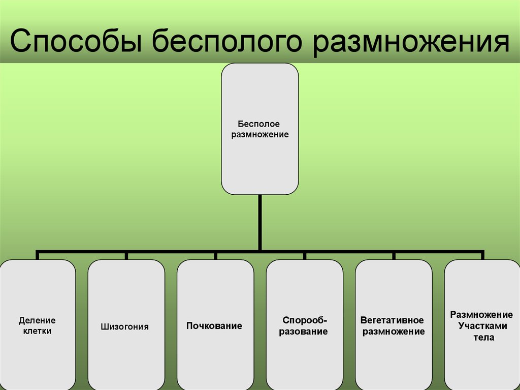 Презентация на тему способы размножения