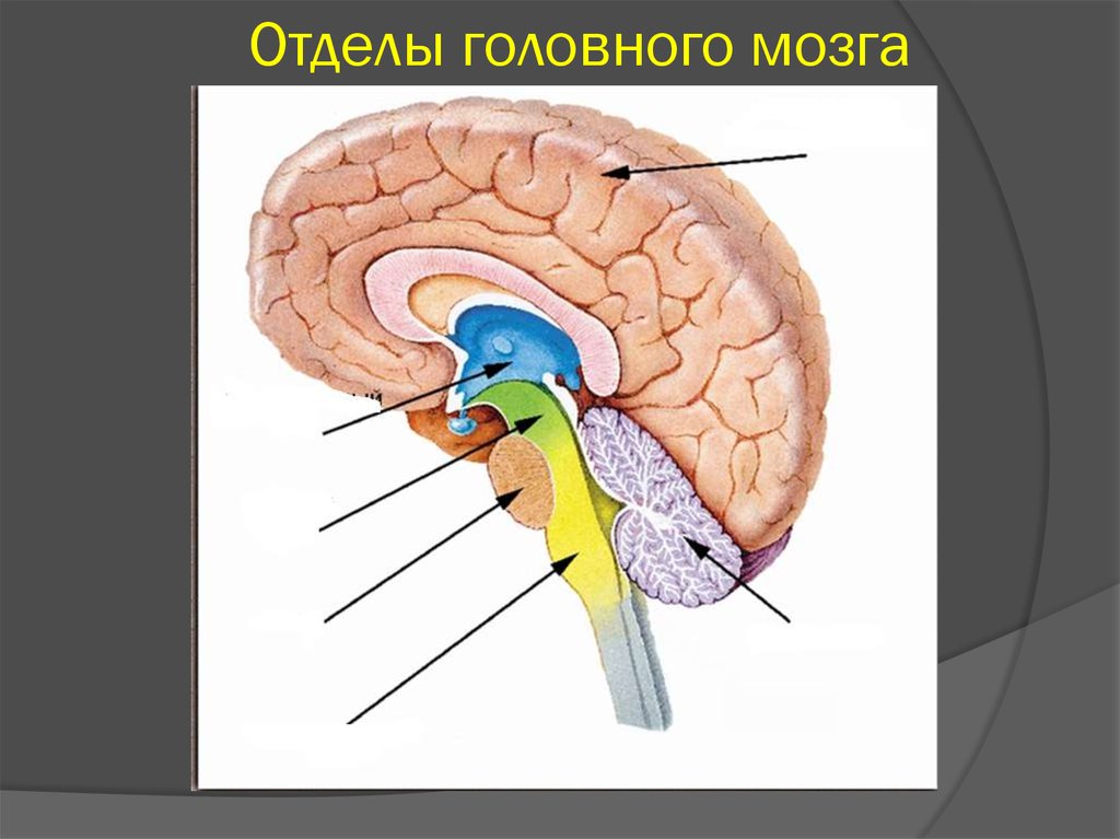 Головной мозг человека включает. Строение и функции отделов головного мозга человека. Схема строения отделов головного мозга. Головной мозг отделы мозга схема. Отделы мозга 8 класс биология.