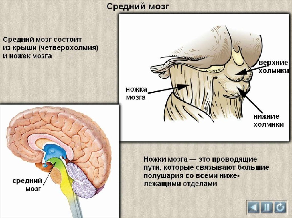 Функции структур среднего мозга. Структура головного мозг средний мозг. Отделы головного мозга четверохолмие. Отдел головного мозга средний мозг строение. Строение и функции среднего мозга.