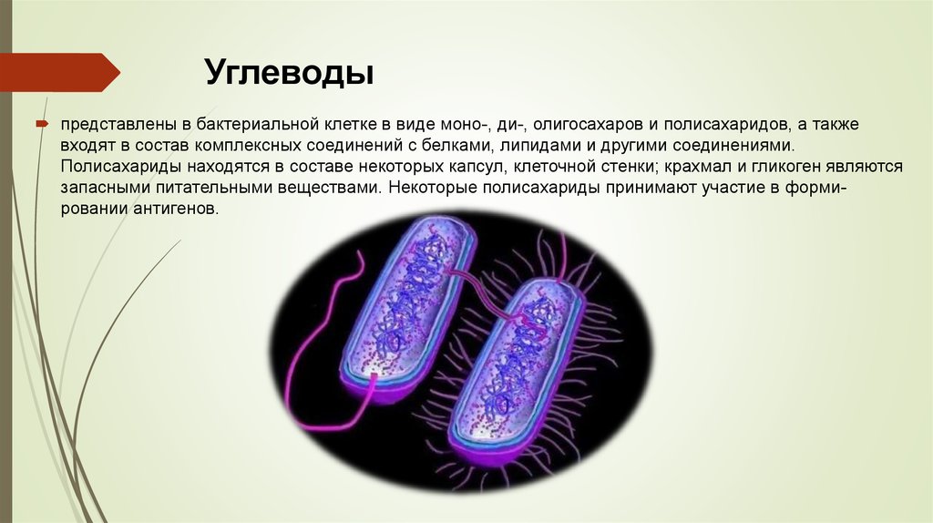 Минусы бактерий