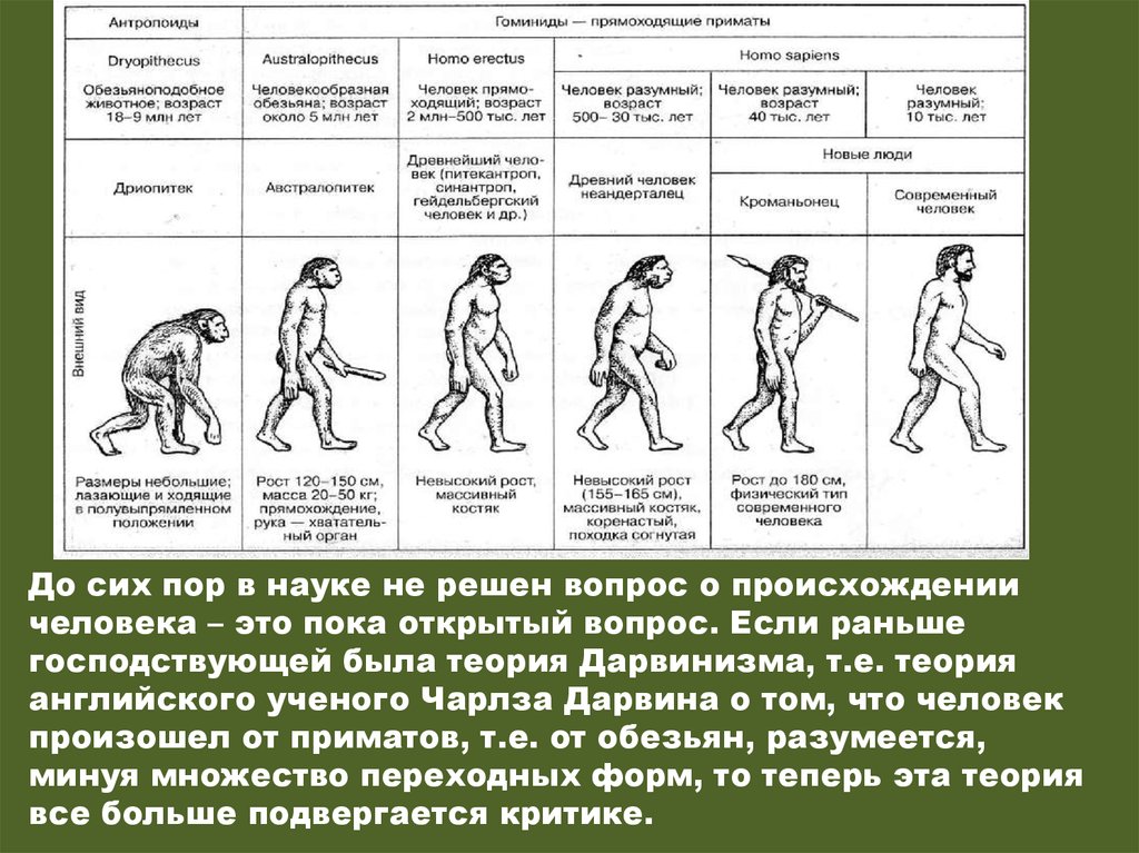 Человек разумный человек прямоходящий