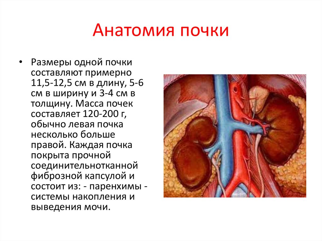 Почка презентация по анатомии