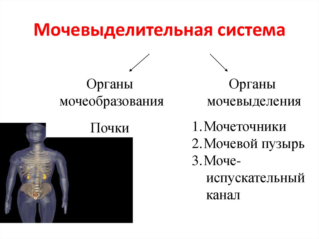 Строение мвс рисунок