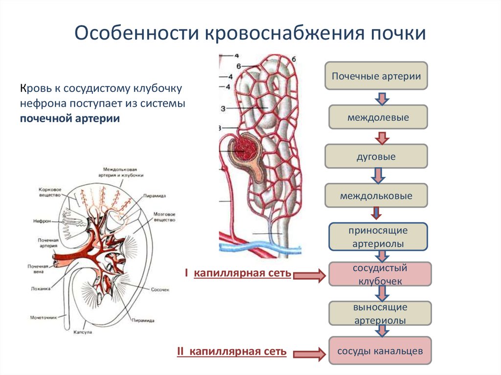 Почечные артерии и вены. Строение почечных сосудов. Особенности строения почек человека. Строение нефрона и схема кровообращения в почке. Кровоснабжение почки схема.