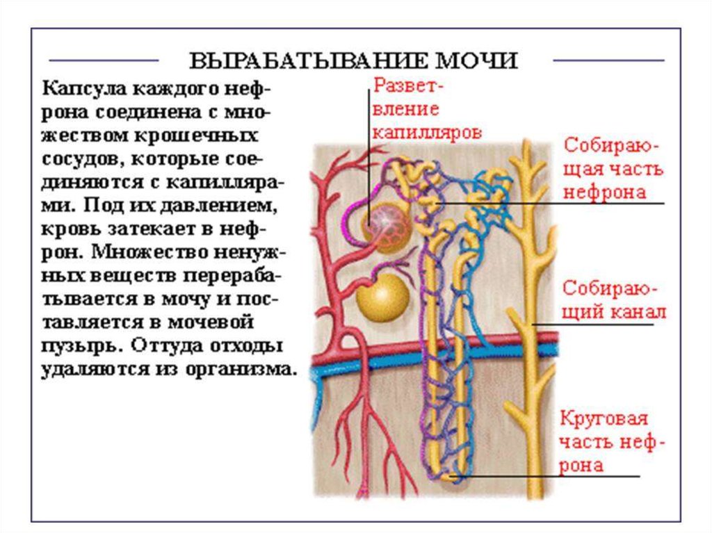 Выделительная система человека картинки