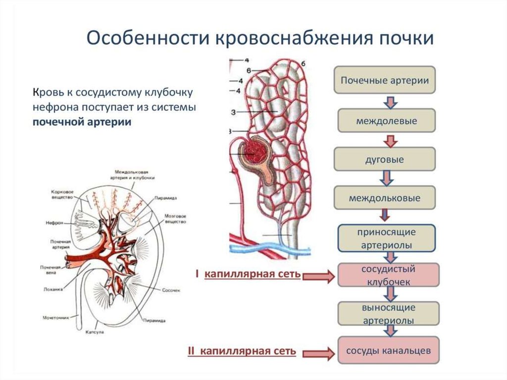 Выделительная система человека картинки