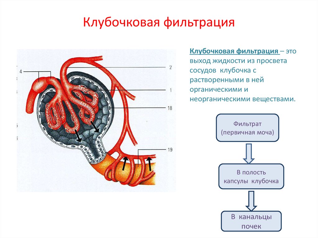 Фильтрационная мембрана почки схема