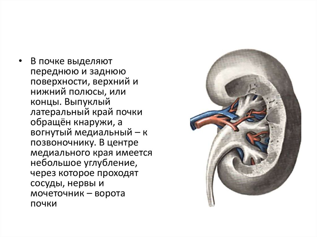 Наружный край почки выпуклый внутренний вогнутый