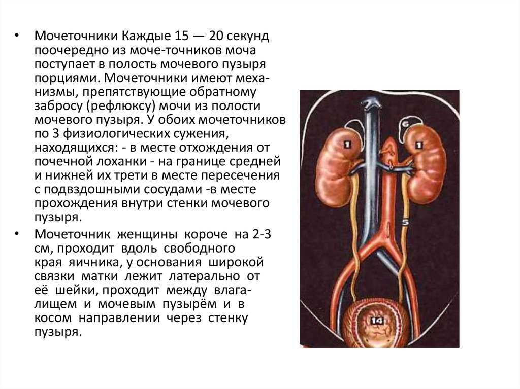 Что входит в состав изображенной на рисунке структуры выделительной системы человека