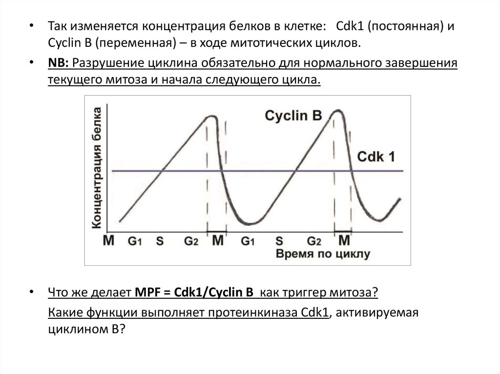 Как изменится концентрация. Концентрация белков в клетке. Концентрация циклинов меняется в ходе клеточного цикла. Как изменяется концентрация. Концентрация белка CDK.