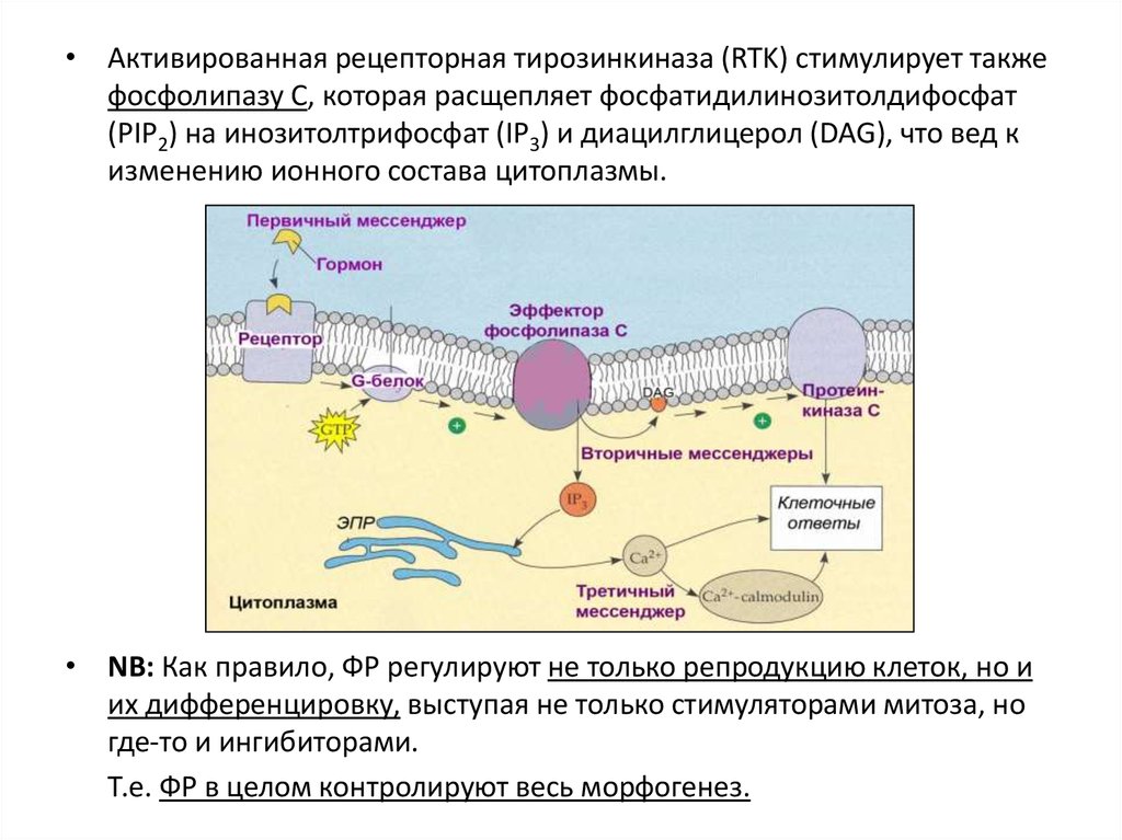 Клеточные процессы