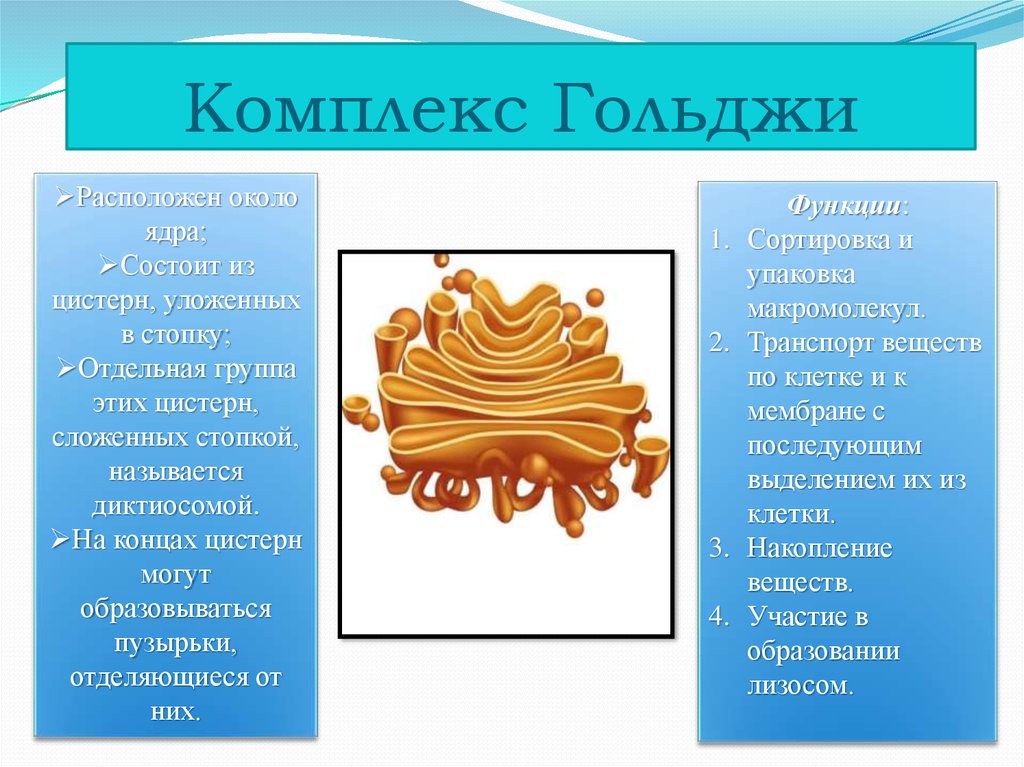 Комплекс гольджи это. ЭПР И аппарат Гольджи. Образование аппарата Гольджи. Цис отдел аппарата Гольджи. Аппарат Гольджи одномембранный или.