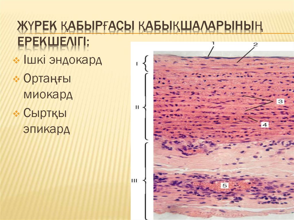 Эндокард рисунок гистология