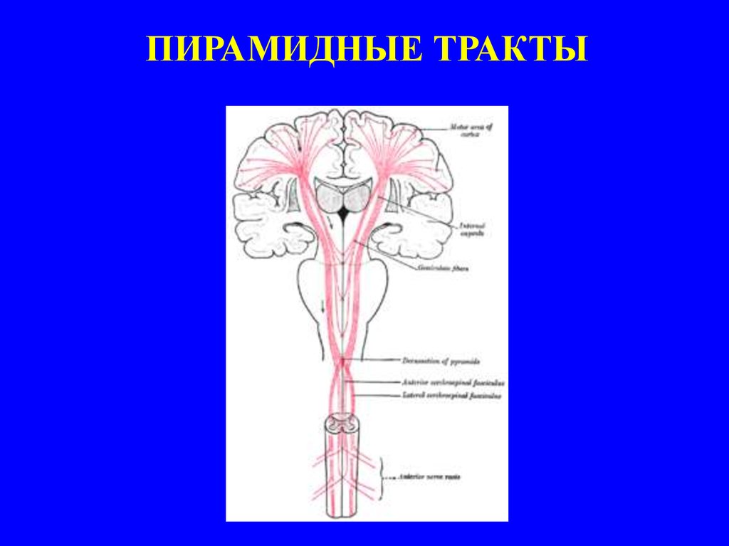 Центральный парез - презентация онлайн