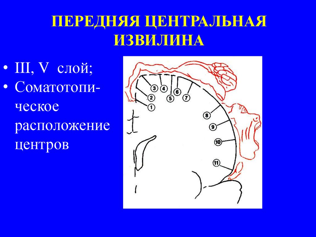 Центральный парез - презентация онлайн