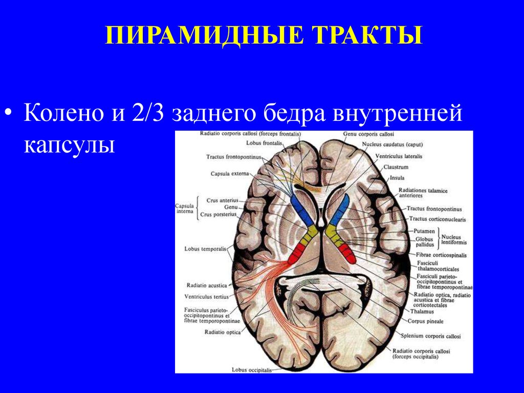 Центральный парез - презентация онлайн