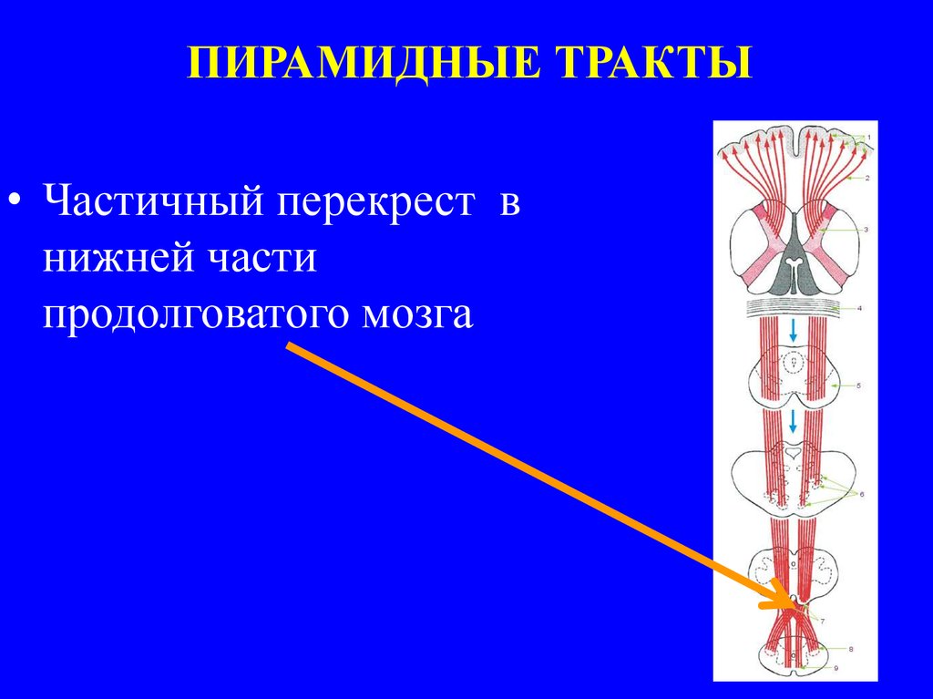 Центральный парез - презентация онлайн
