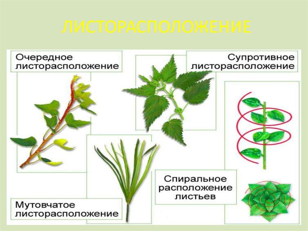 Супротивное листорасположение картинки