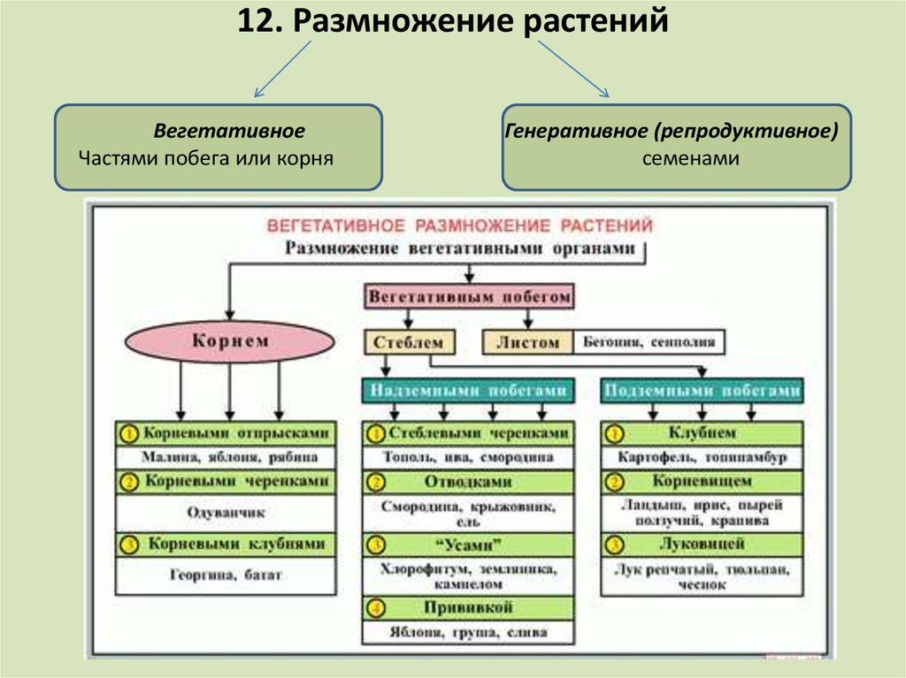 Способы размножения растений схема