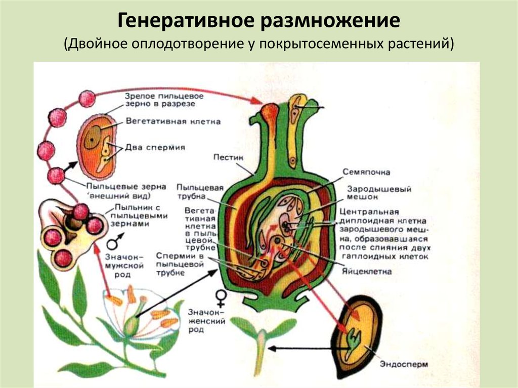 Рисунок двойного оплодотворения у цветковых растений