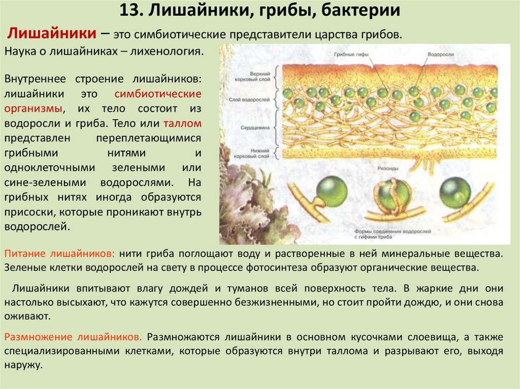 Чем отличается лишайник от растений. Биология 7 класс бактерии грибы лишайники таблица. Таблица признаков грибов и лишайников. Организмы царства грибов и лишайников таблица. Грибы и лишайники 9 класс биология.