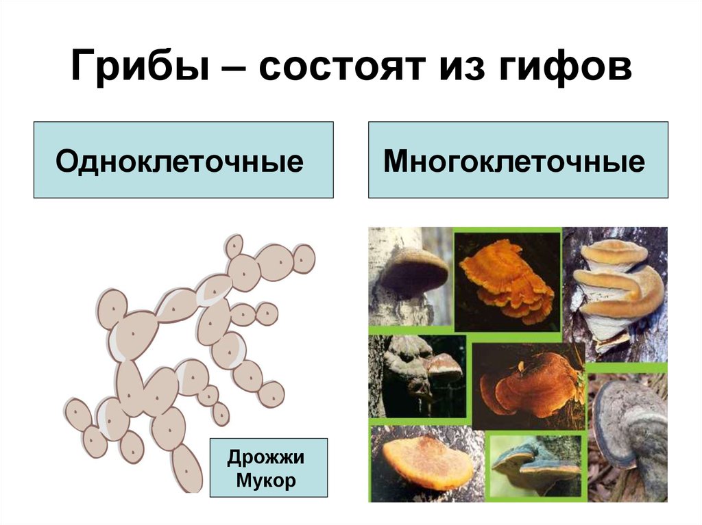 Использование одноклеточных грибов в биотехнологиях презентация 8 класс технология