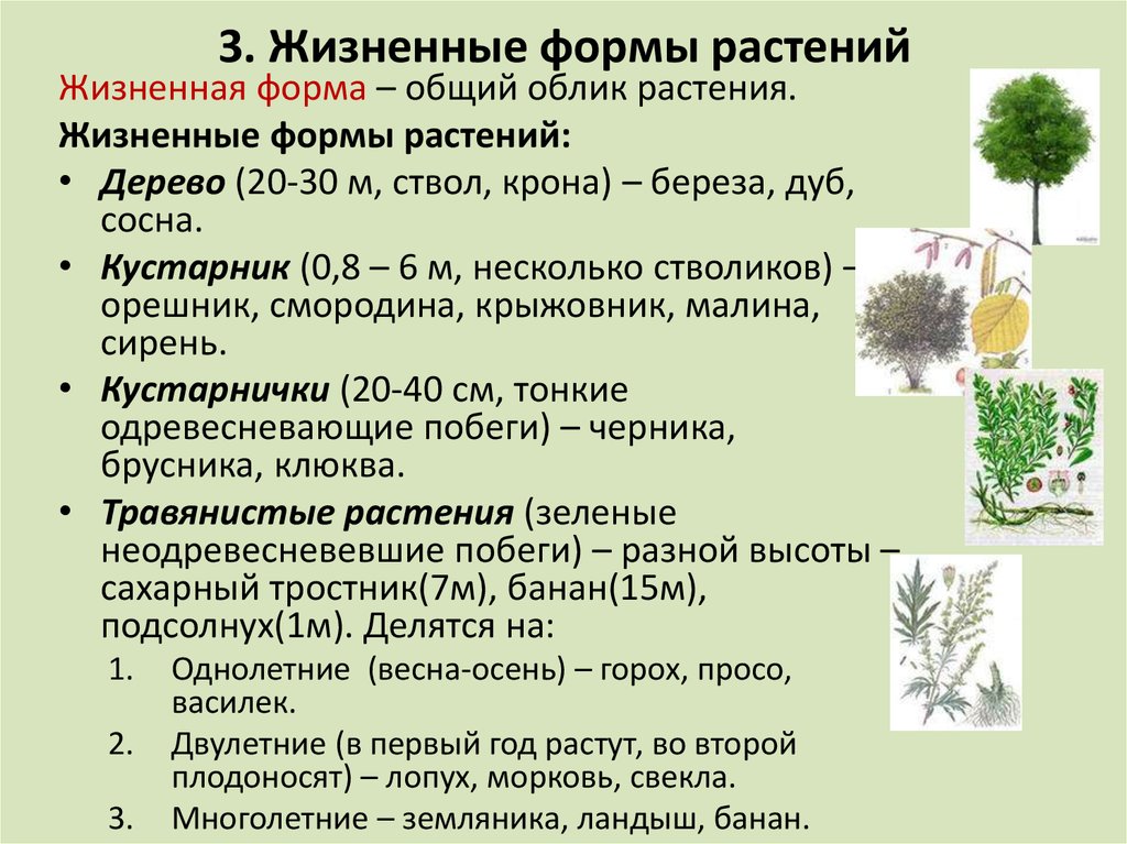 3. Жизненные формы растений
