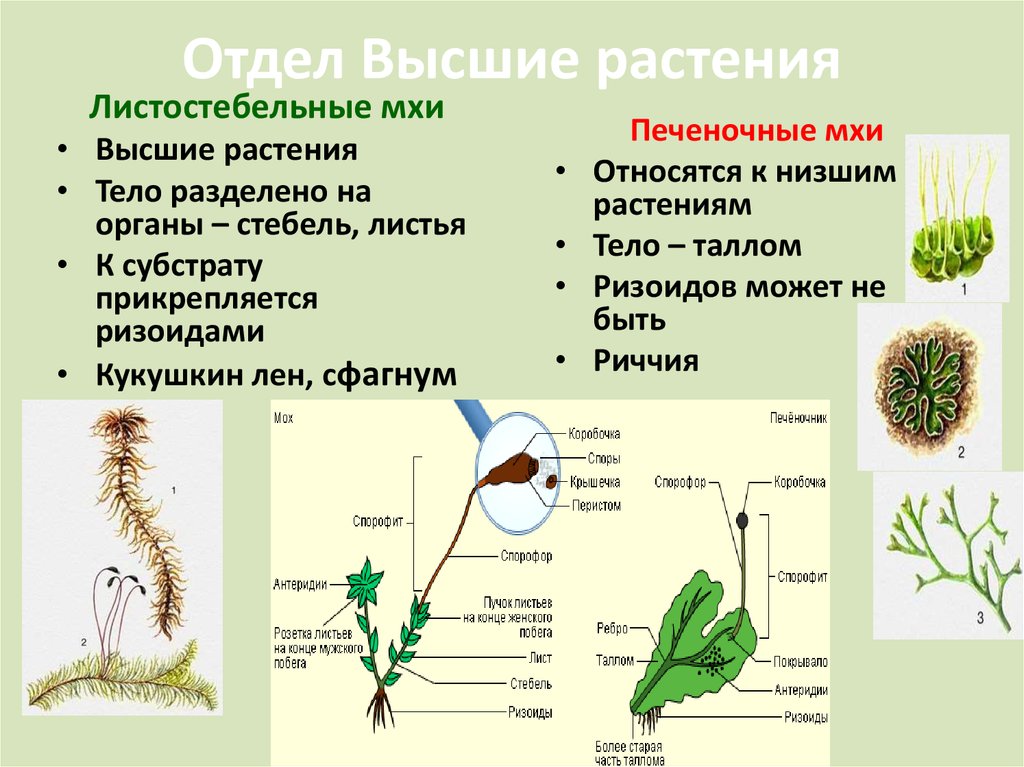 Виды высших растений. Моховидные растения листостебельные. Отдел Моховидные класс печеночники класс листостебельные класс. Листостебельные мхи 6 класс. Класс печеночные и листостебельные мхи.