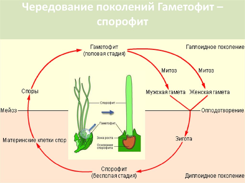 Гаметы высших споровых растений образуются в. Жизненный цикл гаметофитов растений. Жизненный цикл растения спорофит. Гаметофит спорового растения. Спорофит и гаметофит различия.