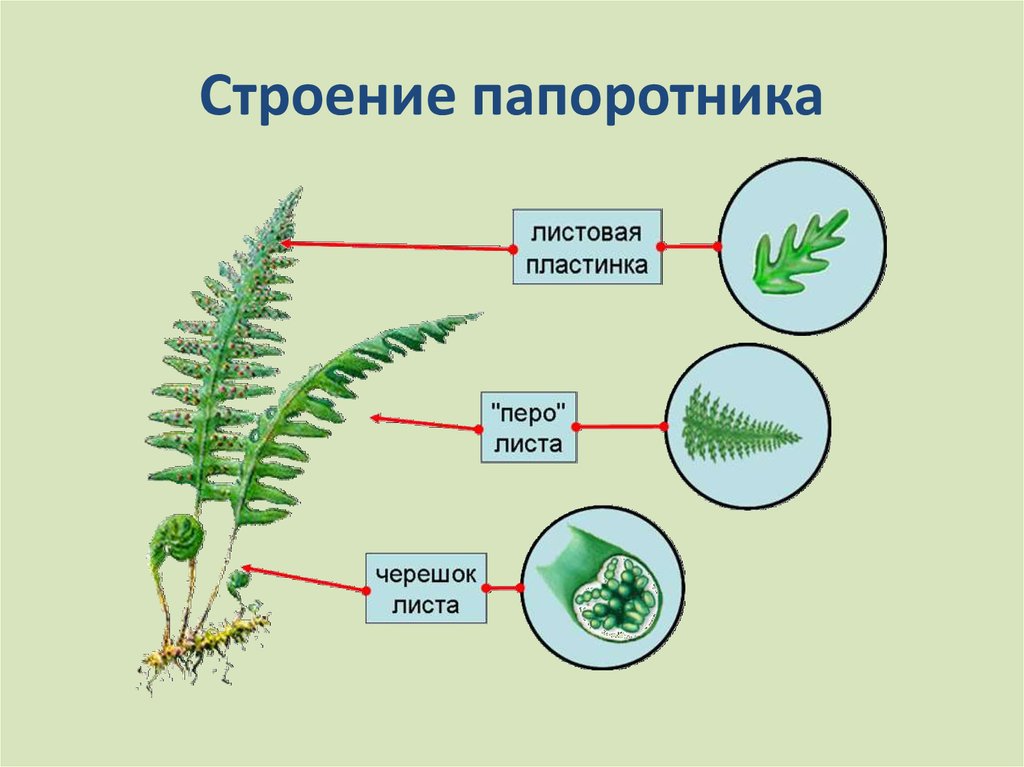 Система папоротника. Щитовник строение. Строение вайи папоротника. Строение корня папоротника. Вегетативные органы папоротника.